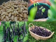 Nhà đẹp - Ít đất vẫn trồng được đậu cô ve tím cực sai quả