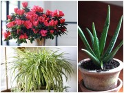 Nhà đẹp - 5 loại cây mang lại không khí trong lành cho nhà tắm