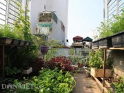 Nhà đẹp - "Đột nhập" vườn rau sân thượng quanh năm xanh mướt của bà chủ 8X