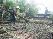 Mua sắm - Giá cả - Nhà máy đường lại lo “đói” mía