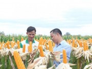 Mua sắm - Giá cả - Nông dân Việt ‘mê’ bắp biến đổi gen