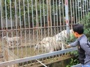 Tin tức - Tình tiết bất ngờ vụ nữ du khách bị hổ cắn đứt tay ở Nghệ An