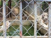 Tin tức - Kết luận vụ hổ cắn đứt tay: Lỗi do du khách