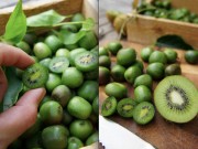 Nhà đẹp - Mê mẩn trồng kiwi tí hon từ hạt cực đơn giản