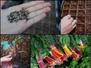 Nhà đẹp - "Bỏ túi" cách trồng cải cầu vồng siêu ngon-bổ-đẹp