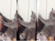 Clip Eva - Hài hước: Mèo "mát xa" cho chủ