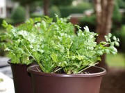 Nhà đẹp - Trồng cây mua một lần ăn mãi (kỳ 5): 20 ngày trồng rau mùi