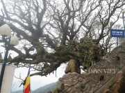 Nhà đẹp - Ngắm cây đại cổ 700 trăm năm ở non thiêng Yên Tử