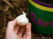 Nhà đẹp - Trồng gừng tỏi "Thạch Sanh" giúp bé tránh cúm ngày đông