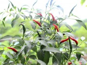 Nhà đẹp - Học mẹ trẻ lấy ớt ăn tại nhà trồng cây mới cực đơn giản