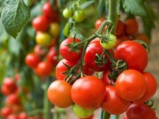 Nhà đẹp - Trồng cây đơn giản nhất từ cà chua thái lát