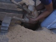 Clip Eva - Giải cứu chú chó suýt bị chôn sống