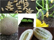 Nhà đẹp - “Bí kíp” trồng dưa chuột khoai tây: Lạ mắt, ngon miệng