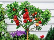 Nhà đẹp - Những loại cây trồng trong chậu cho quả sai lúc lỉu