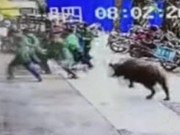 Clip Eva - Video: Kinh hoàng bò điên húc người gây náo loạn trên phố