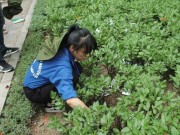 Tin tức - Phao thi rải trắng sân trường, SV tình nguyện thay nhau đi nhặt