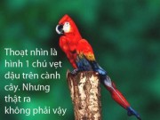 Eva tám - Đố bạn tìm thấy sự khác biệt ở những bức ảnh này?