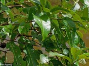 Eva tám - Đố bạn tìm thấy vị trí con ếch trong bức hình này