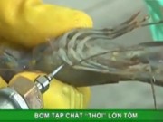 Clip Eva - Video: Công nghệ thổi lớn tôm bằng tạp chất rau câu