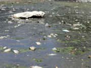 Tin tức - Hà Nội: Cá chết trắng hồ Ba Mẫu