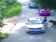 Tin tức - Hai phụ nữ bị 2 con hổ dữ trong vườn thú Bắc Kinh tấn công gây thương vong