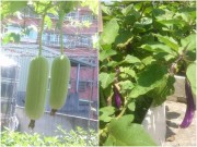 Nhà đẹp - “Đã mắt” với vườn rau trên sân thượng của mẹ Việt ở Đài Loan