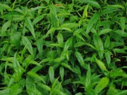 Tin tức - Thực hư cây bìm bịp chữa ung thư mà người Châu Á ráo riết săn lùng?