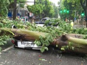 Tin tức - Bão số 1 quét tới Hà Nội, gió đang giật cực mạnh, cây đổ ngổn ngang