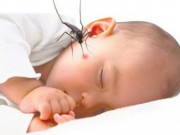 Sức khỏe - Những căn bệnh nguy hiểm chết người do muỗi đốt gây ra