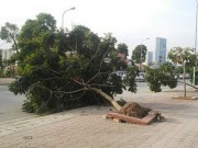 Tin tức - Cây bật gốc sau bão lơ lửng trên đầu người dân Thủ đô