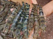 Bếp Eva - Cách phân biệt tôm sạch và tôm tiêm tạp chất