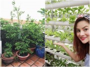 Nhà đẹp - Vũ Thu Phương rạng rỡ khoe vườn thủy canh đủ rau 'ăn tẹt ga'