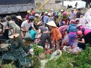 Tin tức - Xe tải chở trái cây bị lật ở Quảng Trị, người dân ùa vào mua giúp
