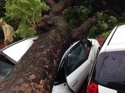 Tin tức - Bão Thần Sét đổ bộ hàng loạt cây đổ đè bẹp nhiều phương tiện