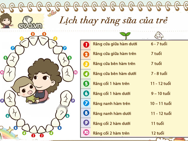 Đây là lịch mọc răng và thay răng sữa của trẻ cực dễ nhớ cho mẹ