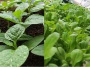 Nhà đẹp - Vườn rau xanh mướt rộng 4m2 của cô sinh viên Sư phạm