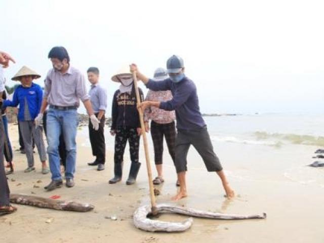 Biển miền Trung sẽ tự đào thải độc tố?