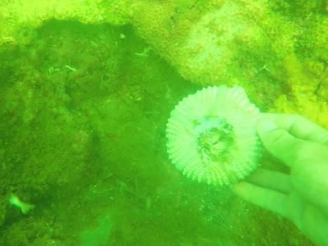 Biển sạch phải là khi cá tôm trở lại