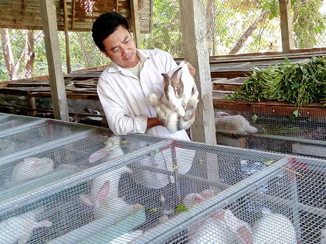 Mặc bạn bè cười chê, anh kỹ sư vẫn quyết làm giàu từ nuôi thỏ
