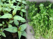 Làm vợ - Sự thật về tin đồn 3 loại rau thơm gây yếu sinh lý