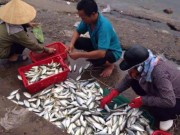 Tin tức - Tin mới nhất về kết quả kiểm nghiệm cá ở miền Trung