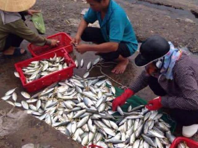 Vì sao khó khẳng định cá ở miền Trung “ăn được chưa”?