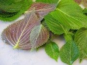 Sức khỏe - Ngỡ ngàng công hiệu chữa bệnh từ cây tía tô