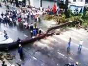 Tin tức - TPHCM: Cổ thụ đổ ầm xuống đường, người dân tháo chạy