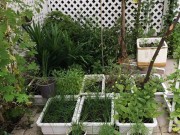 Nhà đẹp - Vườn rau xanh mướt nhiều rau chữa bệnh của Thủy Tiên - Công Vinh