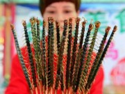 Tin tức - Hàng loạt vụ ngộ độc, tử vong do dùng côn trùng làm thức ăn