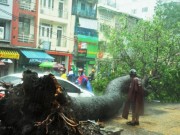 Tin tức - Cổ thụ lại bật gốc, đè người đi đường giữa Sài Gòn