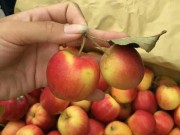 Bếp Eva - Táo đá mini: Chị em vẫn nườm nượp mua, không cần biết hàng Việt hay Trung Quốc