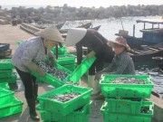 Những loại hải sản nào ở vùng biển miền Trung chưa đảm bảo an toàn?