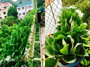 Nhà đẹp - “Đã mắt” vườn rau sạch trên ban công của bà mẹ 7X